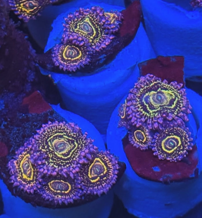 Stratosphere Designer Zoanthid single polyp vibrant pattern

Rare Stratosphere Designer Zoa glowing colored center polyp

Designer Stratosphere Zoanthid close up coral soft polyp

Stratosphere Zoa vivid colored palys soft coral display

High end Stratosphere Designer Zoanthid for reef aquascape