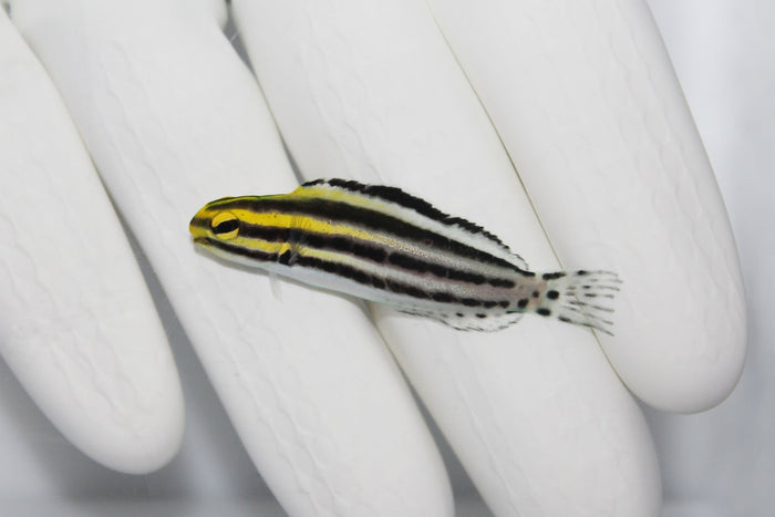 Striped Blenny Meiacanthus grammistes showing horizontal stripes

Reef fish Striped Blenny perched on rock

Close up of Striped Blenny’s facial markings

Striped Sabre Tooth Blenny in marine aquarium

Healthy quarantined Striped Blenny from TSM Aquatics