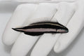 Striped Dottyback (Pseudochromis sankeyi)