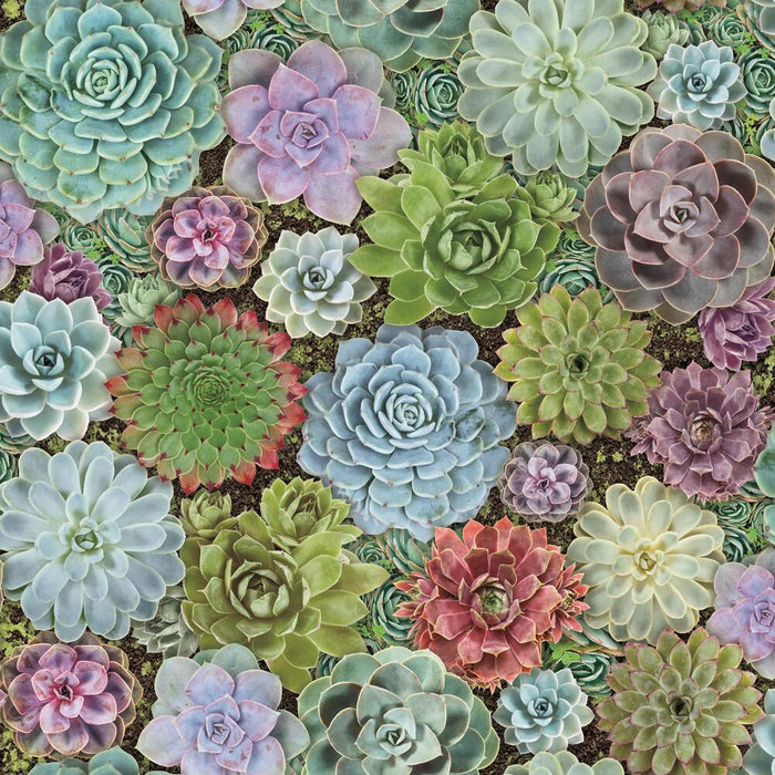 SUCCULENTS PEEL & STICK WALLPAPER