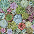 SUCCULENTS PEEL & STICK WALLPAPER