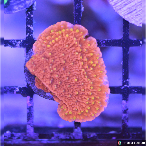 Sunburst Montipora