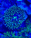 Sunburst Ricordea Mushroom (Ricordea florida)