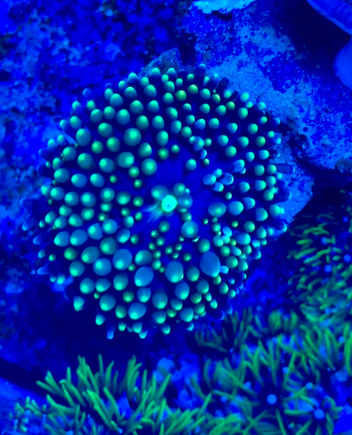 Sunburst Ricordea Mushroom (Ricordea florida)