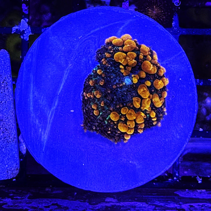 Sunkist Bounce Mushroom