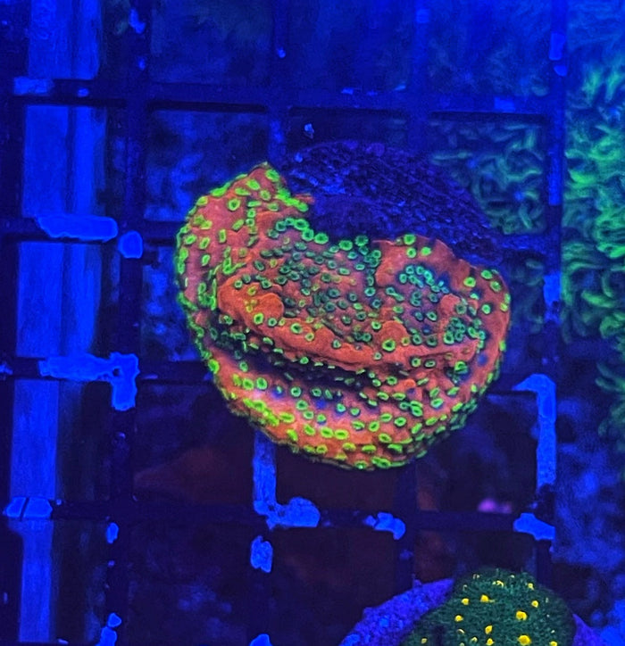 Sunset Montipora
