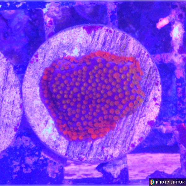 Superman Montipora