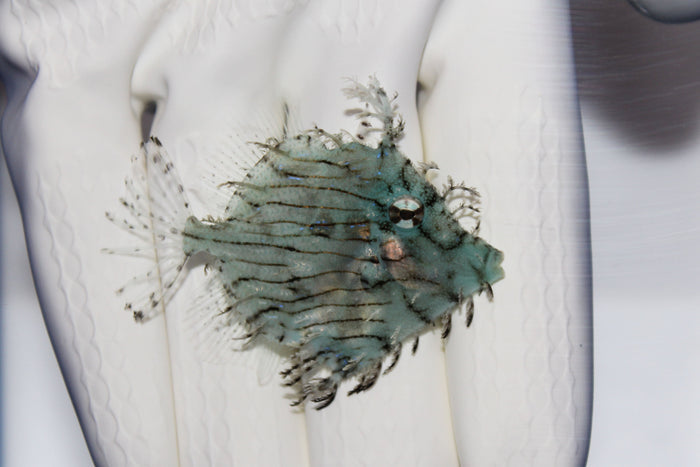 Tassled Filefish (Chaetodermis pencilligerus)