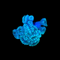 Teal Candy Cane Coral (Wholesale Eligible)