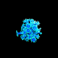 Teal Green Goniopora