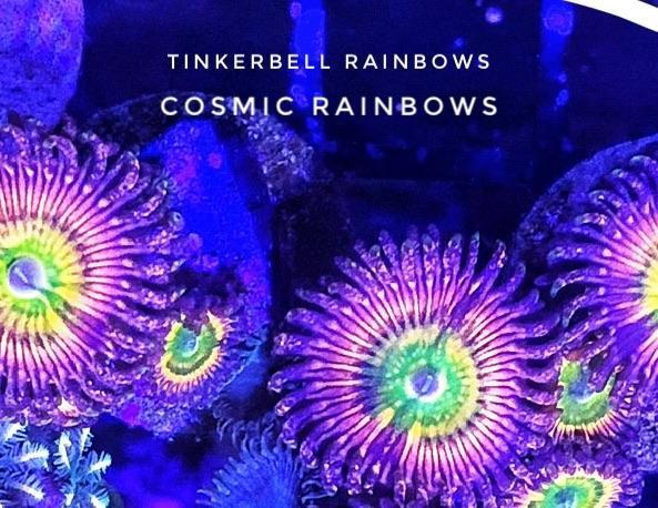 Tinkerbell/Cosmic Rainbow (Designer)