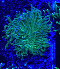 Todds blue tip Torch