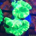 Toxic Kryptonite Candy Cane 1 Head