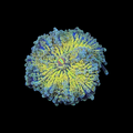 Toxic Yuma Mushroom Coral
