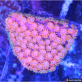 Trix Short Tentacle Goniopora