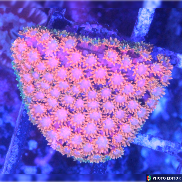 Trix Short Tentacle Goniopora