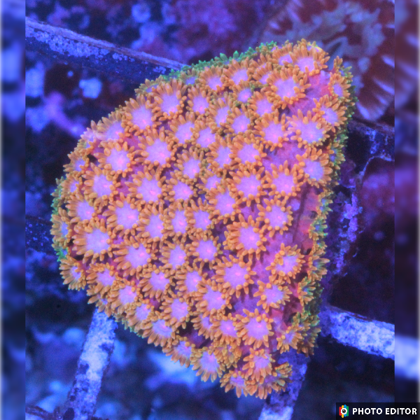 Trix Short Tentacle Goniopora