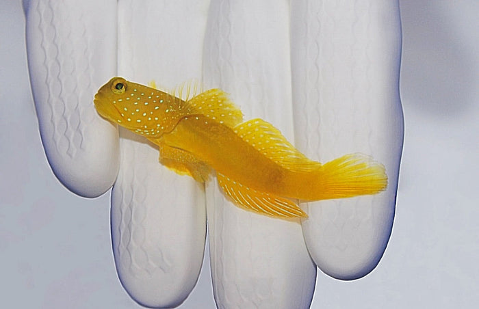 True Yellow Watchman Goby (Cryptocentrus cinctus)9/30(pre-order)