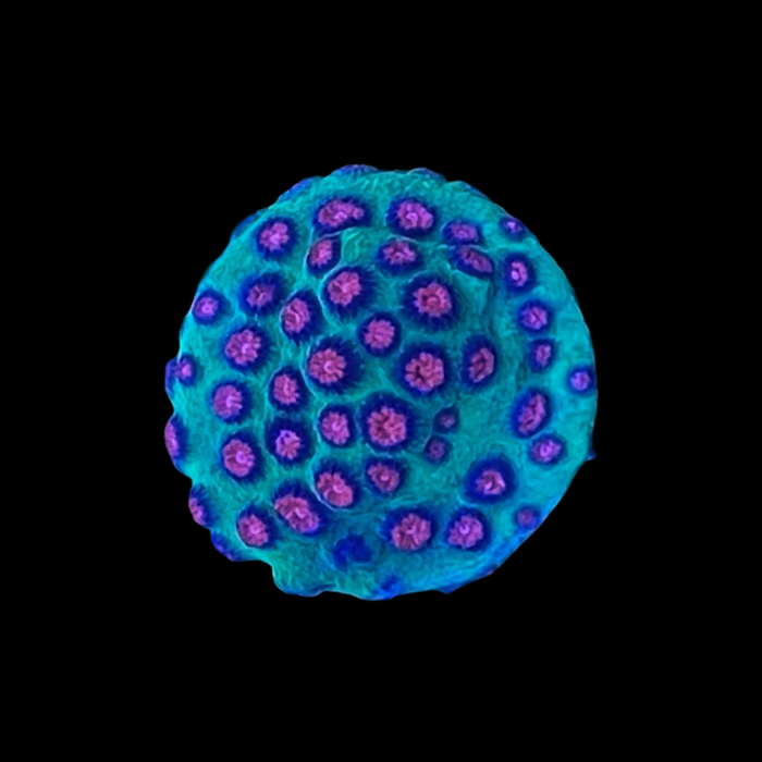 TSM Alien Pox