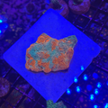 TSM Goku Chalice