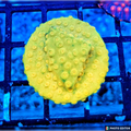 TSM Sun God Cyphastrea