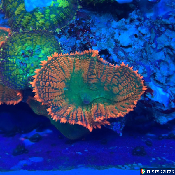 TSM Ultra Forrest Fire Rhodactis Mushroom Coral