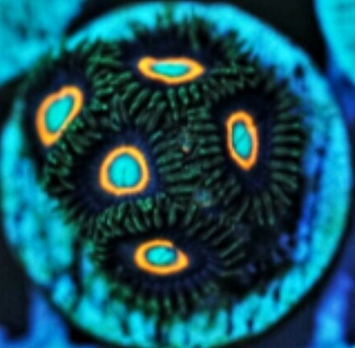 UFO Zoa