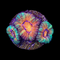 Ultra Green Acan Coral WYSIWYG