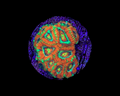 Ultra Micromussa