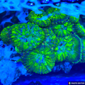 Uranium Bounce Mushroom coral bright green and yellow glow

Ricordea Yuma “Uranium” bounce mushroom single polyp close up

Glowing Uranium bounce mushroom soft coral on frag plug

Neon green Uranium mushroom coral under actinic lighting

Rare Uranium Bounce Mushroom coral WYSIWYG display