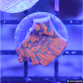Vino Montipora