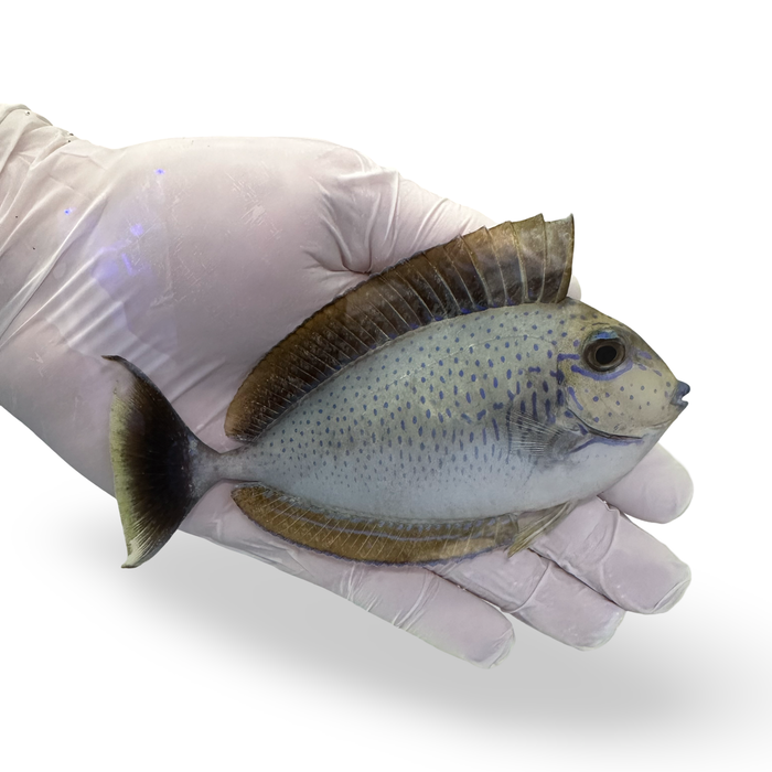 Vlamingii Tang (Naso Vlamingii)