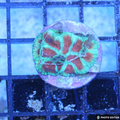 Watermelon Favia