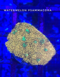 Watermelon Psammacora