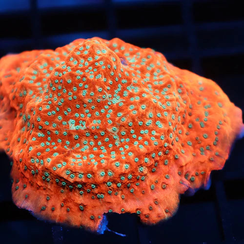 WWC Cherry Tree Montipora