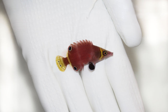 Yellow Banded Possum Wrasse (Wetmorella nigropinnata)