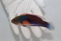 Yellow Flanked Fairy Wrasse  (Cirrhilabrus lyukyuensis)