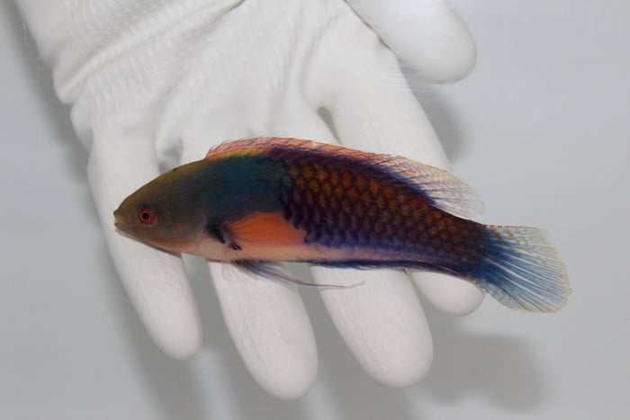 Yellow Flanked Fairy Wrasse  (Cirrhilabrus lyukyuensis)