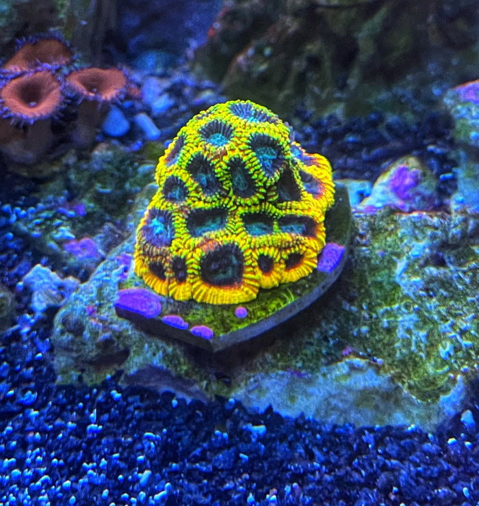 Yellow Submarine Favia