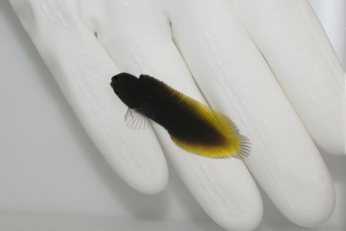 Yellow Tail Blenny (Ecsenius namiyei)