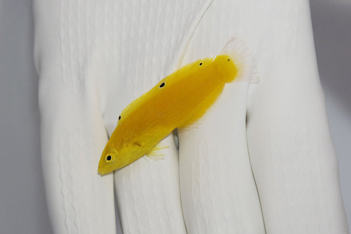 Yellow Wrasse (Halichoeres chrysus)