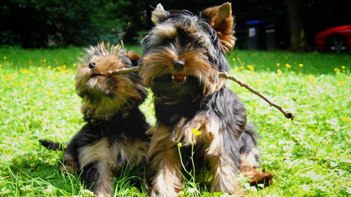 Yorkie Playing Diamond Painting Kit - DIY