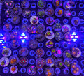 Zoanthid Frag Pack (Wholesale Eligible)