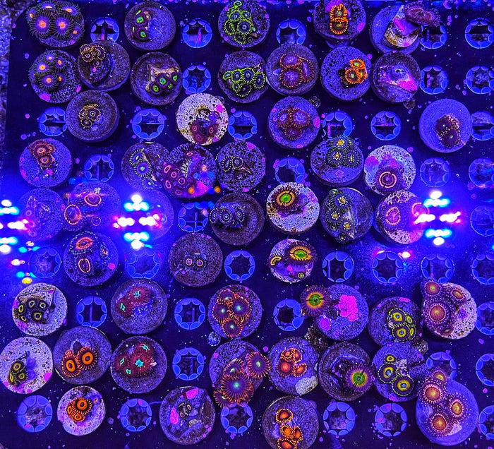 Zoanthid Frag Pack (Wholesale Eligible)