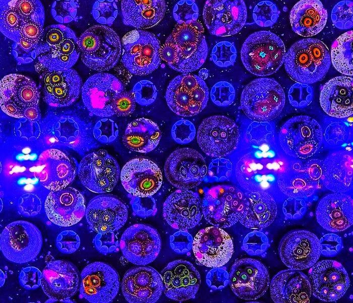 Zoanthid Frag Pack (Wholesale Eligible)