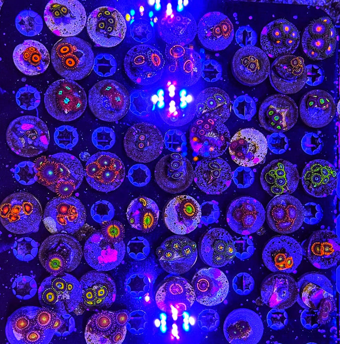 Zoanthid Frag Pack (Wholesale Eligible)