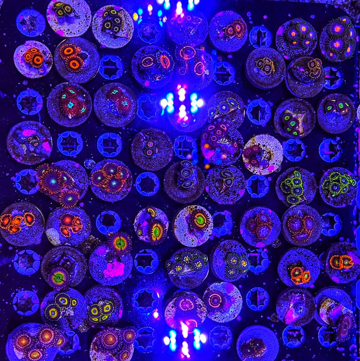 Zoanthid Frag Pack (Wholesale Eligible)